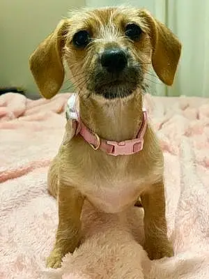 Name Chihuahua Dog Hunny