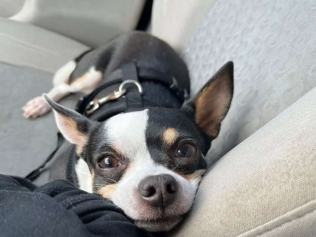 Dog, Dog breed, Carnivore, Comfort, Companion dog, Snout, Whiskers, Canidae, Working Animal, Car Seat, Furry friends, Toy Dog, Boston Terrier, Auto Part, Bag, Head Restraint, Automotive Design, Puppy love, Non-sporting Group