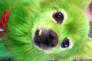 Nature Pomeranian Dog Sheba