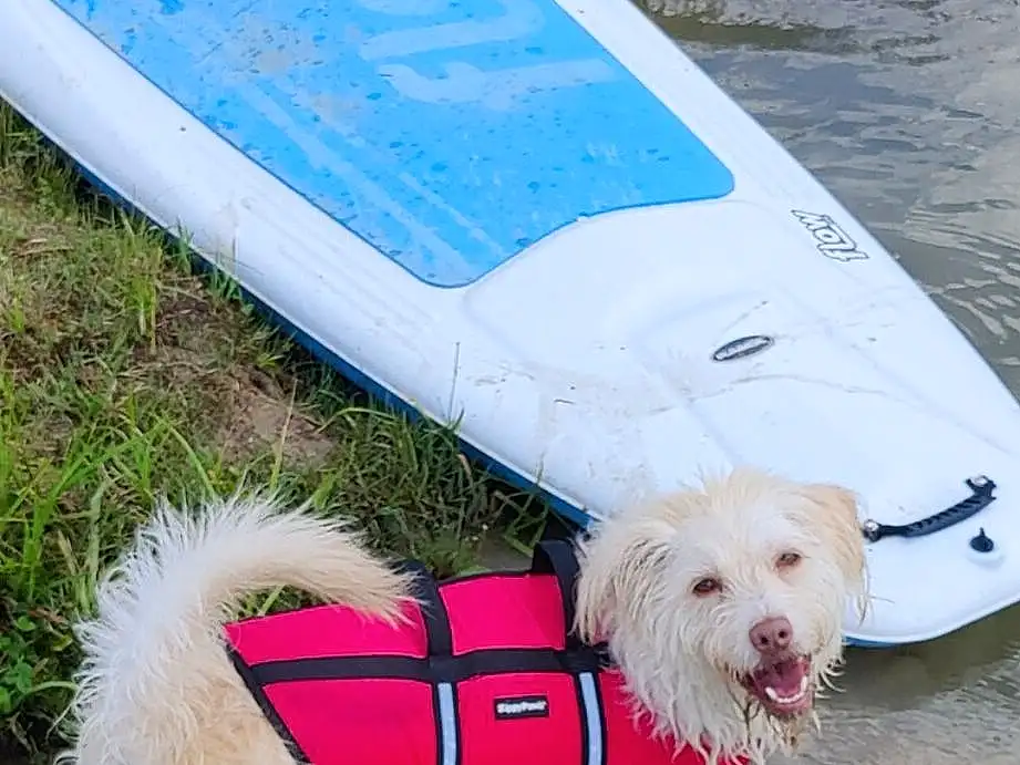 Water, Dog, Carnivore, Dog breed, Dog Supply, Companion dog, Boats And Boating--equipment And Supplies, Pet Supply, Vehicle, Toy Dog, Small Terrier, Dog Collar, Collar, Recreation, Personal Protective Equipment, Lake, Terrier, Working Animal, Lifejacket
