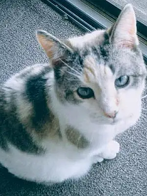 Name Siamese Cat Carly