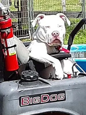 Name Pitt Bull Terrier Dog Blitz