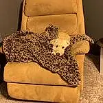 Dog, Furniture, Couch, Comfort, Chair, Carnivore, Sofa Bed, Fawn, Toy, Companion dog, Bag, Wood, Dog breed, Studio Couch, Club Chair, Living Room, Working Animal, Sitting, Furry friends, Suitcase