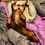 Dog, Comfort, Carnivore, Dog breed, Fawn, Companion dog, Canidae, Linens, Liver, Nap, Dog Supply, Guard Dog, Bed, Furry friends, Working Animal, Sleep, Paw, Room, Blanket