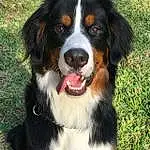 Dog, Dog breed, Carnivore, Companion dog, Grass, Snout, Plant, Canidae, Bernese Mountain Dog, Working Dog, Whiskers, Furry friends, Hunting Dog, Terrestrial Animal
