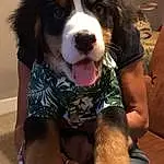 Dog, Dog breed, Carnivore, Companion dog, Snout, Working Animal, Smile, Furry friends, Canidae, Dog Supply, Working Dog, Door, Giant Dog Breed, Bernese Mountain Dog, Terrestrial Animal, Sitting