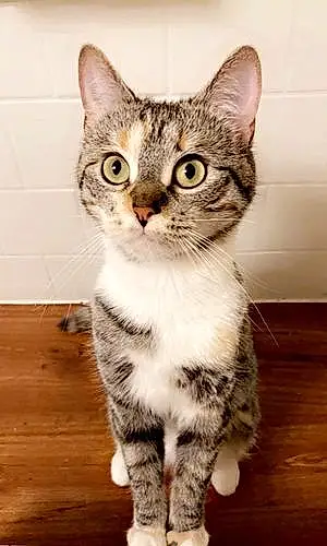 Name Cat Hermione
