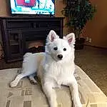 Dog, Dog breed, Spitz, Cable Television, Carnivore, Television, Companion dog, Fawn, Houseplant, Television Set, Snout, Picture Frame, Entertainment Center, Working Animal, Plant, Canis, Canidae, Home Appliance
