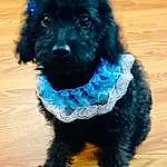 Dog, Dog Supply, Dog breed, Carnivore, Blue, Dog Clothes, Collar, Working Animal, Companion dog, Dog Collar, Toy Dog, Pet Supply, Snout, Leash, T-shirt, Electric Blue, Terrier, Furry friends, Canidae