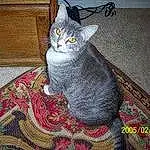 Cat, Felidae, Carnivore, Small To Medium-sized Cats, Grey, Whiskers, Wood, Tail, Snout, Domestic Short-haired Cat, Furry friends, Paw, Hardwood, Pattern, Carpet, Sitting, Russian blue, Rug