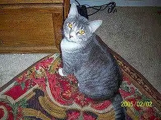 Cat, Felidae, Carnivore, Small To Medium-sized Cats, Grey, Whiskers, Wood, Tail, Snout, Domestic Short-haired Cat, Furry friends, Paw, Hardwood, Pattern, Carpet, Sitting, Russian blue, Rug