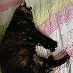 Cat, Felidae, Comfort, Carnivore, Small To Medium-sized Cats, Grey, Whiskers, Black cats, Tail, Dog breed, Snout, Domestic Short-haired Cat, Furry friends, Claw, Nap, Pattern, Linens, Terrestrial Animal, Canidae