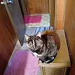 Cat, Felidae, Carnivore, Wood, Small To Medium-sized Cats, Whiskers, Fawn, Comfort, Tail, Hardwood, Snout, Furry friends, Domestic Short-haired Cat, Room, Window, Door, Box, Sitting