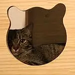 Brown, Carnivore, Wood, Whiskers, Felidae, Small To Medium-sized Cats, Cat, Hardwood, Grey, Snout, Beige, Wood Stain, Domestic Short-haired Cat, Pet Supply, Plywood, Cat Supply, Cat Furniture, Tail, Wood Flooring