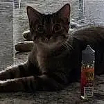 Whiskers, Small To Medium-sized Cats, Felidae, Carnivore, Cat, Liquid, Snout, Terrestrial Animal, Pet Supply, Domestic Short-haired Cat, Peach, Paw, Plastic Bottle, Kitten, Bottle, Tail, Box, Transparent Material, Tabby cat