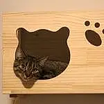 Wood, Small To Medium-sized Cats, Felidae, Cat, Whiskers, Carnivore, Plywood, Hardwood, Beige, Wood Stain, Snout, Rectangle, Domestic Short-haired Cat, Pet Supply