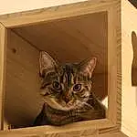 Whiskers, Small To Medium-sized Cats, Cat, Felidae, Carnivore, Pet Supply, Cat Furniture, Domestic Short-haired Cat, Home Accessories, Plywood, Cat Supply, Tabby cat, Cardboard, Kitten, Curious