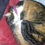 Cat, Felidae, Carnivore, Small To Medium-sized Cats, Whiskers, Comfort, Snout, Tail, Wood, Dog breed, Paw, Domestic Short-haired Cat, Furry friends, Terrestrial Animal, Nap, Event, Grass, Claw, Sleep