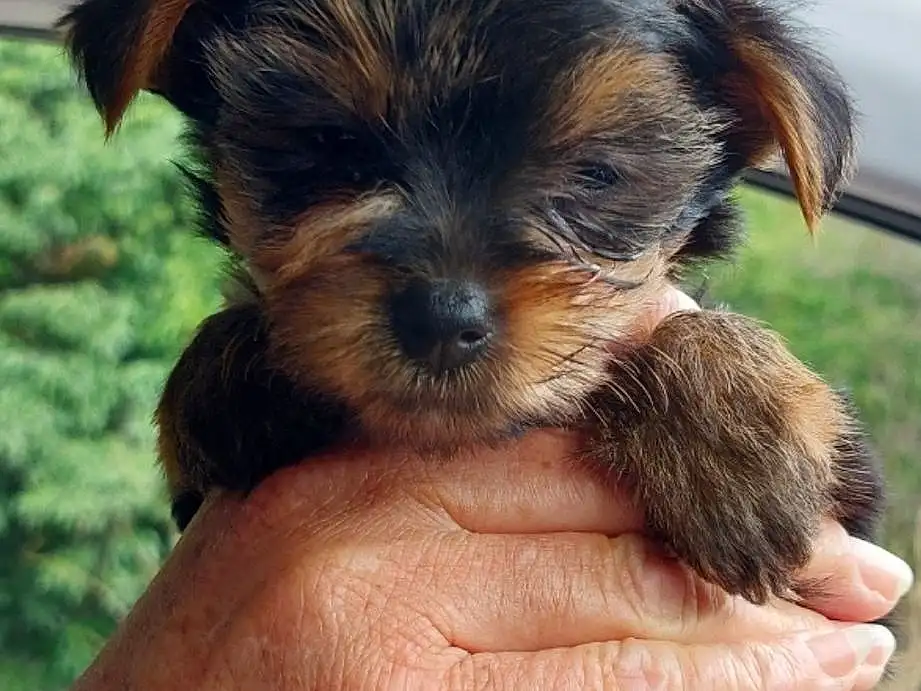 Hand, Dog, Carnivore, Gesture, Companion dog, Dog breed, Thumb, Liver, Terrestrial Animal, Working Animal, Nail, Canidae, Terrier, Furry friends, Small Terrier, Toy Dog, Puppy, Yorkipoo