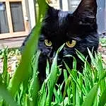 Plant, Cat, Felidae, Carnivore, Small To Medium-sized Cats, Iris, Whiskers, Grass, Bombay, Groundcover, Snout, Terrestrial Animal, Terrestrial Plant, Lawn, Close-up, Tail, Black cats, Tree