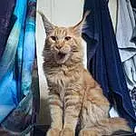 Cat, Felidae, Textile, Carnivore, Small To Medium-sized Cats, Window, Fawn, Whiskers, Snout, Electric Blue, Tail, Furry friends, Domestic Short-haired Cat, Comfort, Wood, Paw, Linens, Sitting, Door