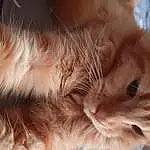 Cat, Felidae, Small To Medium-sized Cats, Carnivore, Ear, Whiskers, Gesture, Fawn, Snout, Furry friends, Tail, Paw, Domestic Short-haired Cat, Claw, Macro Photography, Nap, Sleep