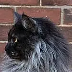 Cat, Felidae, Carnivore, Grey, Small To Medium-sized Cats, Whiskers, Snout, Brick, Mortar, Furry friends, Terrestrial Animal, Brickwork, Building Material, Tail, British Longhair