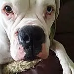 Nose, Head, Dog, White, Dog breed, Carnivore, Working Animal, Jaw, Whiskers, Ear, Companion dog, Fawn, Snout, Bulldog, Close-up, Terrestrial Animal, Wrinkle, No Expression, Dogo Guatemalteco