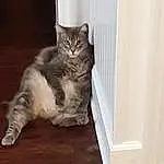 Cat, Carnivore, Felidae, Wood, Whiskers, Grey, Small To Medium-sized Cats, Fawn, Comfort, Hardwood, Tail, Window, Snout, Paw, Domestic Short-haired Cat, Furry friends, Laminate Flooring, Wood Flooring, Wood Stain