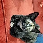 Cat, Felidae, Carnivore, Small To Medium-sized Cats, Ear, Whiskers, Grey, Sleeve, Comfort, Snout, Tail, Black cats, Domestic Short-haired Cat, Claw, Furry friends, Paw, Sitting