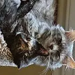 Cat, Window, Felidae, Carnivore, Grey, Fawn, Small To Medium-sized Cats, Whiskers, Tree, Tail, Wood, Snout, Furry friends, Domestic Short-haired Cat, Paw, Claw, Plant, Twig
