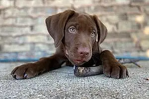 Name Labrador Retriever Dog Finnegan