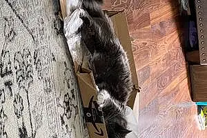Name Maine Coon Cat Binx