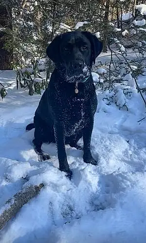 Name Labrador Retriever Dog Maggie