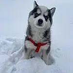 Dog, Snow, Carnivore, Dog breed, Freezing, Snout, Companion dog, Sled Dog, Siberian Husky, Canidae, Winter, Furry friends, Collar, Tree, Terrestrial Animal, Slope, Working Dog, Canis, Non-sporting Group
