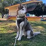 Dog breed, Plant, Tree, Carnivore, Felidae, Sky, Dog, Window, Grass, Small To Medium-sized Cats, Tail, Companion dog, Snout, Lawn, House, Canidae, Furry friends, Sled Dog, Domestic Short-haired Cat