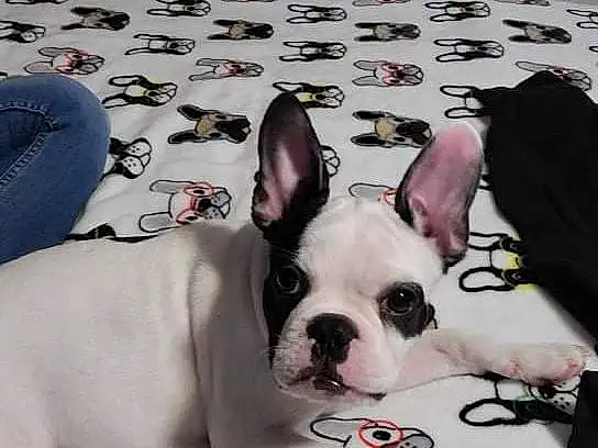Dog, White, Comfort, Dog breed, Ear, Carnivore, Companion dog, Fawn, Working Animal, Toy Dog, Whiskers, Snout, Dog Supply, Linens, Canidae, Carmine, French Bulldog, Bag