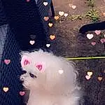 Light, Pink, Toy, Snout, Felidae, Tail, Road Surface, Event, Pattern, Grass, Furry friends, Asphalt, Petal, Companion dog, Stuffed Toy, Canidae, Whiskers, Shadow