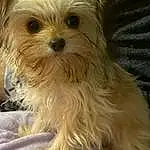 Dog, Carnivore, Toy Dog, Companion dog, Dog breed, Small Terrier, Snout, Terrier, Working Animal, Canidae, Furry friends, Terrestrial Animal, Shih-poo, Liver, Biewer Terrier, Puppy, Shih Tzu, Mal-shi, Non-sporting Group