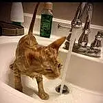 Cat, Sink, Plumbing Fixture, Tap, Bathroom, Carnivore, Felidae, Fawn, Small To Medium-sized Cats, Whiskers, Plumbing, Plumbing Fitting, Tail, Wood, Terrestrial Animal, Bottle, Furry friends, Room, Soap Dispenser