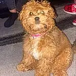 Dog, Carnivore, Dog breed, Companion dog, Liver, Toy Dog, Snout, Terrier, Small Terrier, Water Dog, Furry friends, Working Animal, Maltepoo, Canidae, Yorkipoo, Dog Supply, Poodle Crossbreed, Non-sporting Group