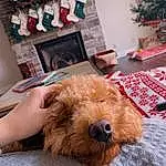 Glasses, Dog, Picture Frame, Carnivore, Dog breed, Fawn, Companion dog, Toy Dog, Snout, Terrier, Small Terrier, Welsh Terrier, Furry friends, Airedale Terrier, Houseplant, Working Animal, Comfort, Canidae