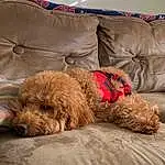 Dog, Dog breed, Carnivore, Comfort, Fawn, Companion dog, Liver, Dog Supply, Water Dog, Canidae, Furry friends, Working Animal, Pet Supply, Couch, Terrier, Labradoodle, Dog Collar, Pillow, Poodle Crossbreed