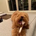 Dog, Dog breed, Carnivore, Liver, Working Animal, Fawn, Companion dog, Water Dog, Snout, Toy Dog, Wood, Poodle, Furry friends, Terrier, Hardwood, Window, Natural Material, Canidae