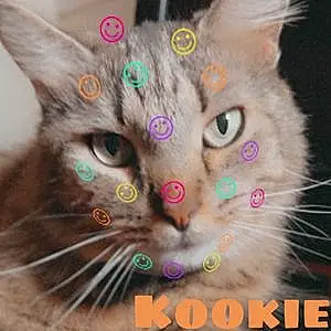 Name British Shorthair Cat Kookie