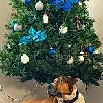 Christmas Tree, Dog, Christmas Ornament, Holiday Ornament, Carnivore, Tree, Ornament, Christmas Decoration, Woody Plant, Evergreen, Fawn, Dog breed, Plant, Collar, Art, Christmas, Holiday, Companion dog, Event, Christmas Eve