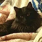 Brown, Cat, Comfort, Felidae, Carnivore, Grey, Small To Medium-sized Cats, Whiskers, Snout, Tints And Shades, Black cats, Furry friends, Domestic Short-haired Cat, Bombay, Nap
