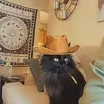 Hat, Cat, Interior Design, Sun Hat, Carnivore, Felidae, Whiskers, Witch Hat, Small To Medium-sized Cats, Tail, Dishware, Costume Hat, Picture Frame, Room, Domestic Short-haired Cat, Fashion Accessory, Black cats, Furry friends