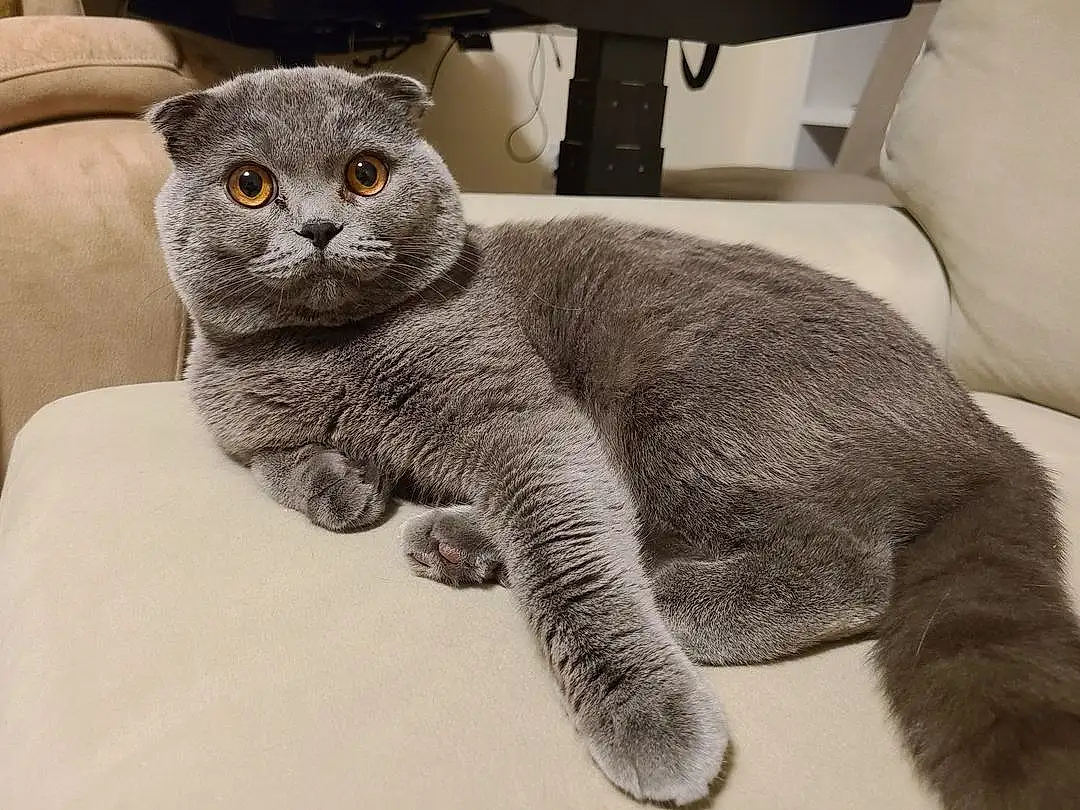 Cat, Carnivore, Grey, Felidae, Russian blue, Window, Whiskers, Small To Medium-sized Cats, Snout, Terrestrial Animal, Comfort, Domestic Short-haired Cat, Tail, Furry friends, Paw, Claw, Cat Supply, Scottish Fold