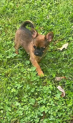 Name Chihuahua Dog Destiny